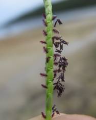 Fotografia da espécie Paspalum vaginatum