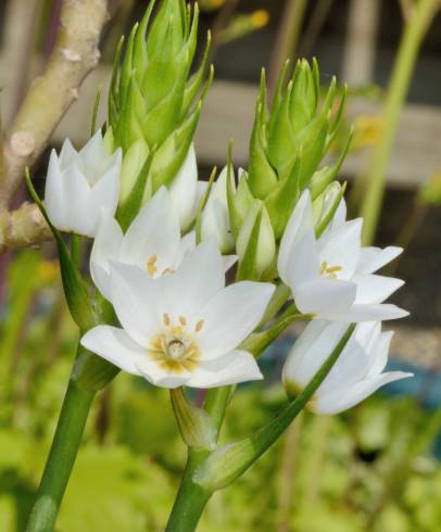 Fotografia de capa Ornithogalum thyrsoides - do Jardim Botânico