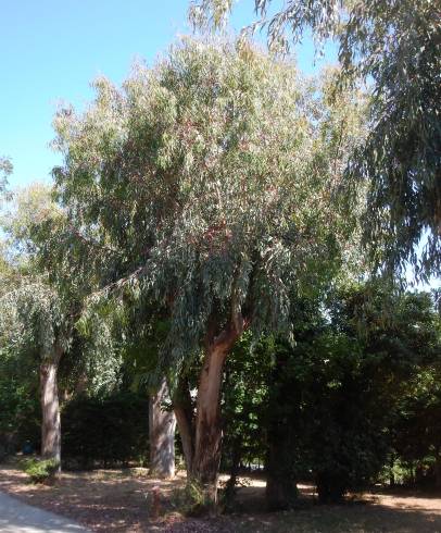 Fotografia de capa Eucalyptus camaldulensis - do Jardim Botânico