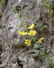 Fotografia da espécie Verbascum levanticum