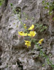 Verbascum levanticum