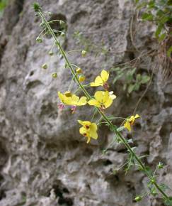 Fotografia da espécie Verbascum levanticum