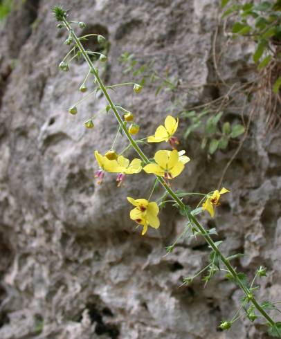 Fotografia de capa Verbascum levanticum - do Jardim Botânico