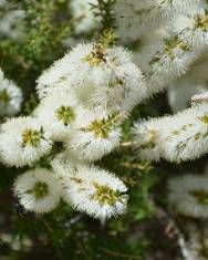 Fotografia da espécie Melaleuca armillaris