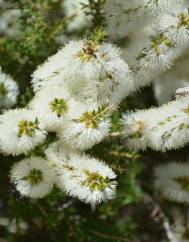 Melaleuca armillaris