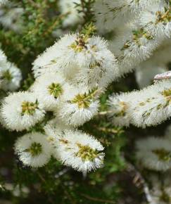 Fotografia da espécie Melaleuca armillaris