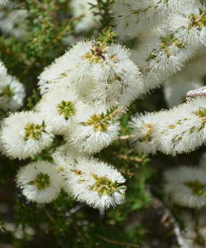 Fotografia de capa Melaleuca armillaris - do Jardim Botânico