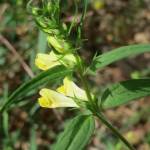 Fotografia 17 da espécie Melampyrum pratense do Jardim Botânico UTAD