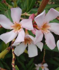 Fotografia da espécie Nerium oleander