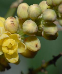 Fotografia da espécie Mahonia fortunei