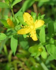 Fotografia da espécie Lysimachia nemorum