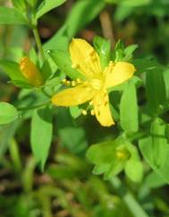 Lysimachia nemorum