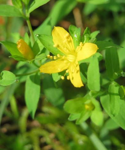 Fotografia de capa Lysimachia nemorum - do Jardim Botânico