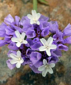 Fotografia da espécie Limonium sinuatum