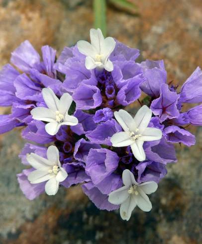 Fotografia de capa Limonium sinuatum - do Jardim Botânico