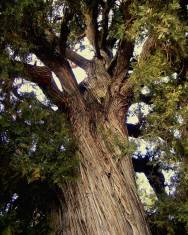 Fotografia da espécie Juniperus thurifera