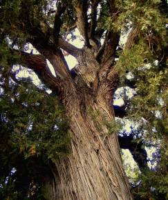 Fotografia da espécie Juniperus thurifera