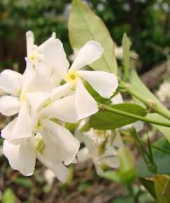 Fotografia da espécie Trachelospermum jasminoides