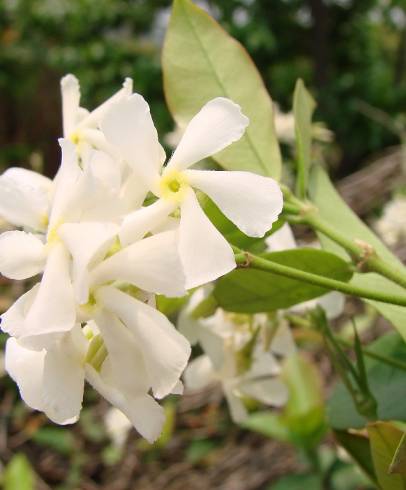 Fotografia de capa Trachelospermum jasminoides - do Jardim Botânico