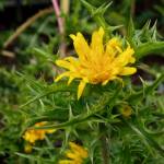 Fotografia 9 da espécie Scolymus hispanicus do Jardim Botânico UTAD