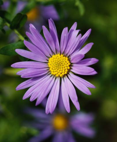 Fotografia de capa Symphyotrichum novi-belgii - do Jardim Botânico