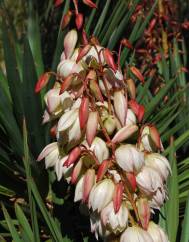 Yucca gloriosa