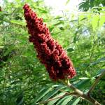 Fotografia 7 da espécie Rhus coriaria do Jardim Botânico UTAD