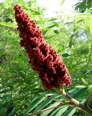 Fotografia da espécie Rhus coriaria