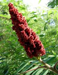 Rhus coriaria