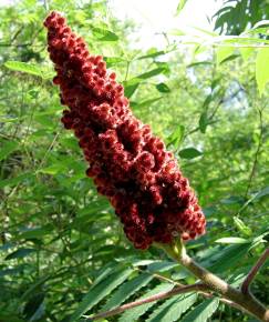 Fotografia da espécie Rhus coriaria