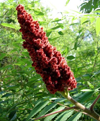 Fotografia de capa Rhus coriaria - do Jardim Botânico