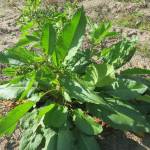 Fotografia 3 da espécie Rumex obtusifolius do Jardim Botânico UTAD