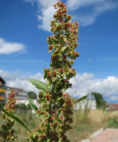 Fotografia de capa Rumex obtusifolius - do Jardim Botânico