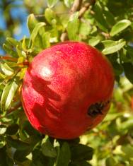 Fotografia da espécie Punica granatum