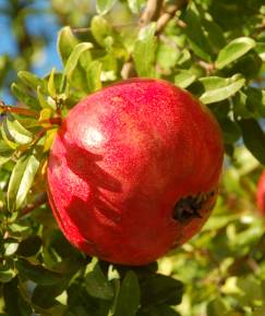 Fotografia da espécie Punica granatum