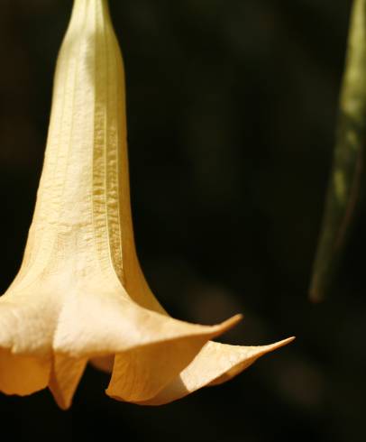 Fotografia de capa Brugmansia versicolor - do Jardim Botânico