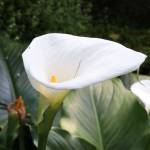 Fotografia 11 da espécie Zantedeschia aethiopica do Jardim Botânico UTAD