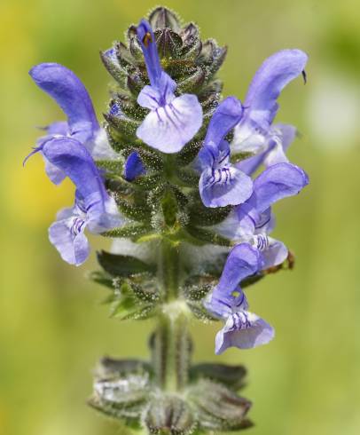 Fotografia de capa Salvia verbenaca - do Jardim Botânico