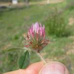 Fotografia 3 da espécie Trifolium hirtum do Jardim Botânico UTAD