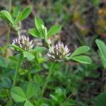 Fotografia 9 da espécie Trifolium glomeratum do Jardim Botânico UTAD