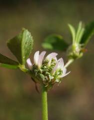 Trifolium glomeratum