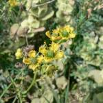 Fotografia 12 da espécie Ruta chalepensis do Jardim Botânico UTAD