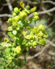 Fotografia da espécie Ruta chalepensis