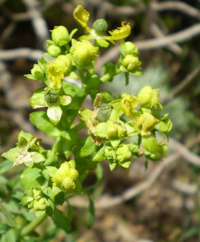 Fotografia de capa Ruta chalepensis - do Jardim Botânico