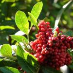 Fotografia 15 da espécie Schinus terterebinthifolia do Jardim Botânico UTAD