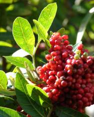 Fotografia da espécie Schinus terterebinthifolia