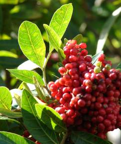 Fotografia da espécie Schinus terterebinthifolia