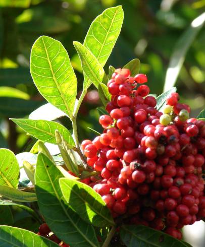 Fotografia de capa Schinus terterebinthifolia - do Jardim Botânico