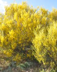 Fotografia da espécie Genista cinerascens