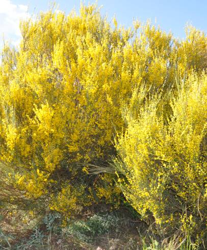 Fotografia de capa Genista cinerascens - do Jardim Botânico